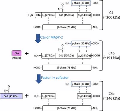 Complement C4, Infections, and Autoimmune Diseases